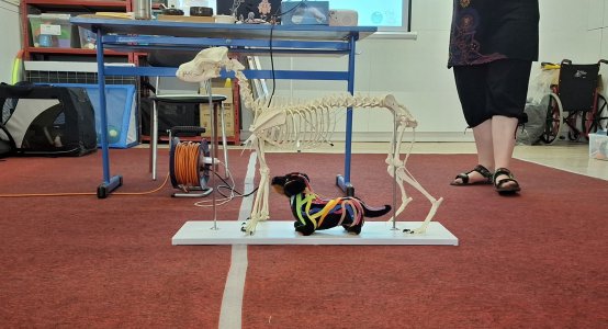 Seminář Bolest u psů